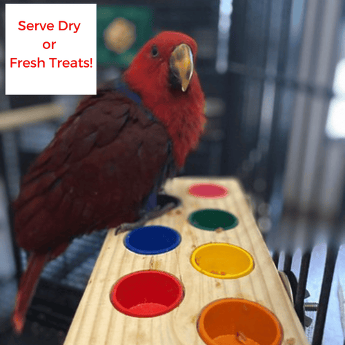 Buffetboard Bird Feeding Platform Perch | Foraging Feeder for Parrots