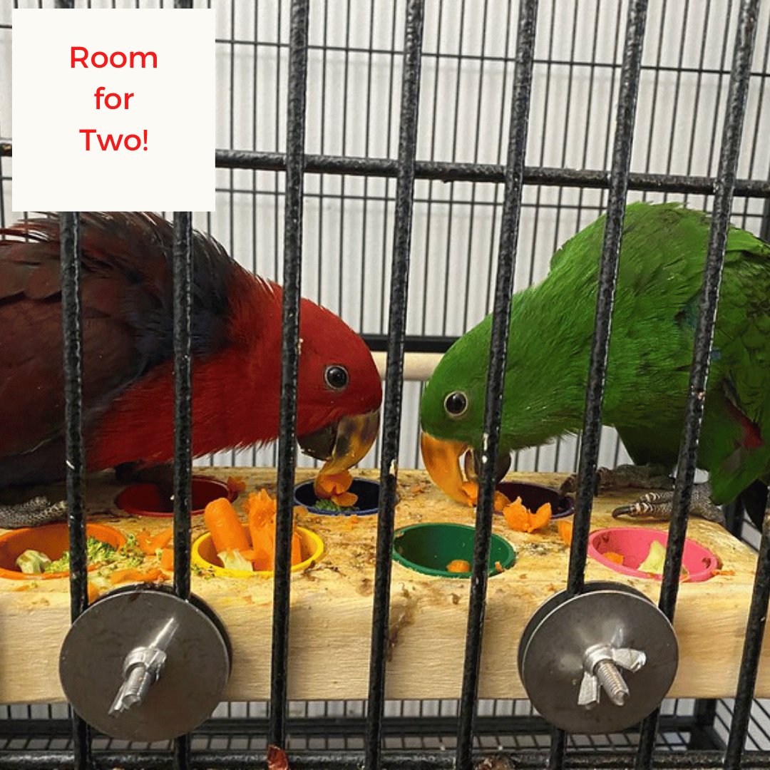 Buffetboard Bird Feeding Platform Perch | Foraging Feeder for Parrots