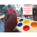Parrot Puzzle/Buffetbord 2-in-1 | Interactive Parrot Foraging Toy