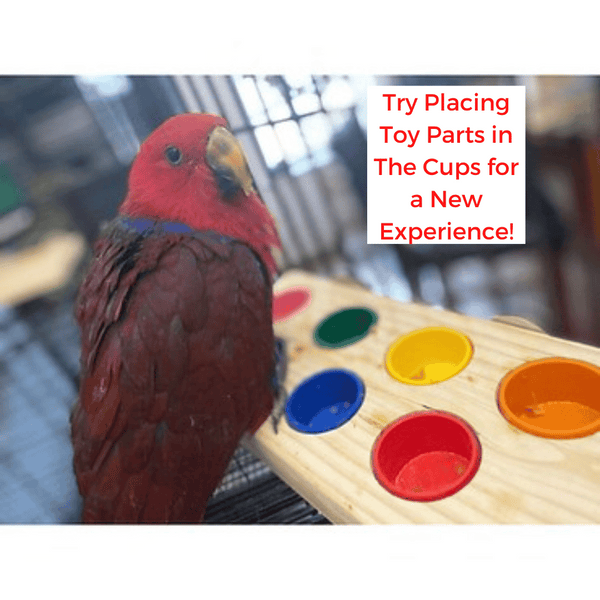 `Buffetbord' | Parrot Foraging Feeder Toy | Forager Bird Toy