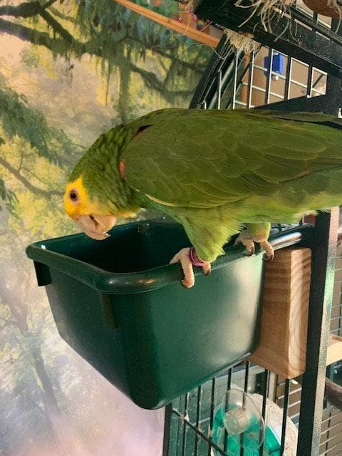 GIANT Foot Toy Bucket | Large Parrot Foraging Toy Box | Assorted Colors